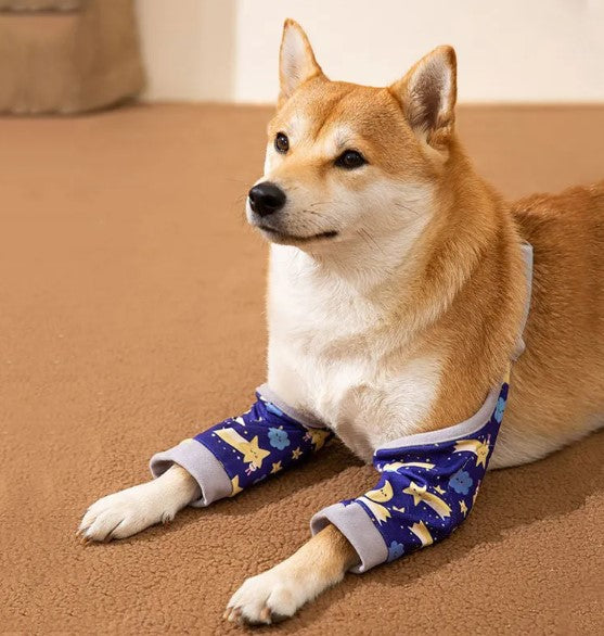Dog wearing blue protective leg sleeves