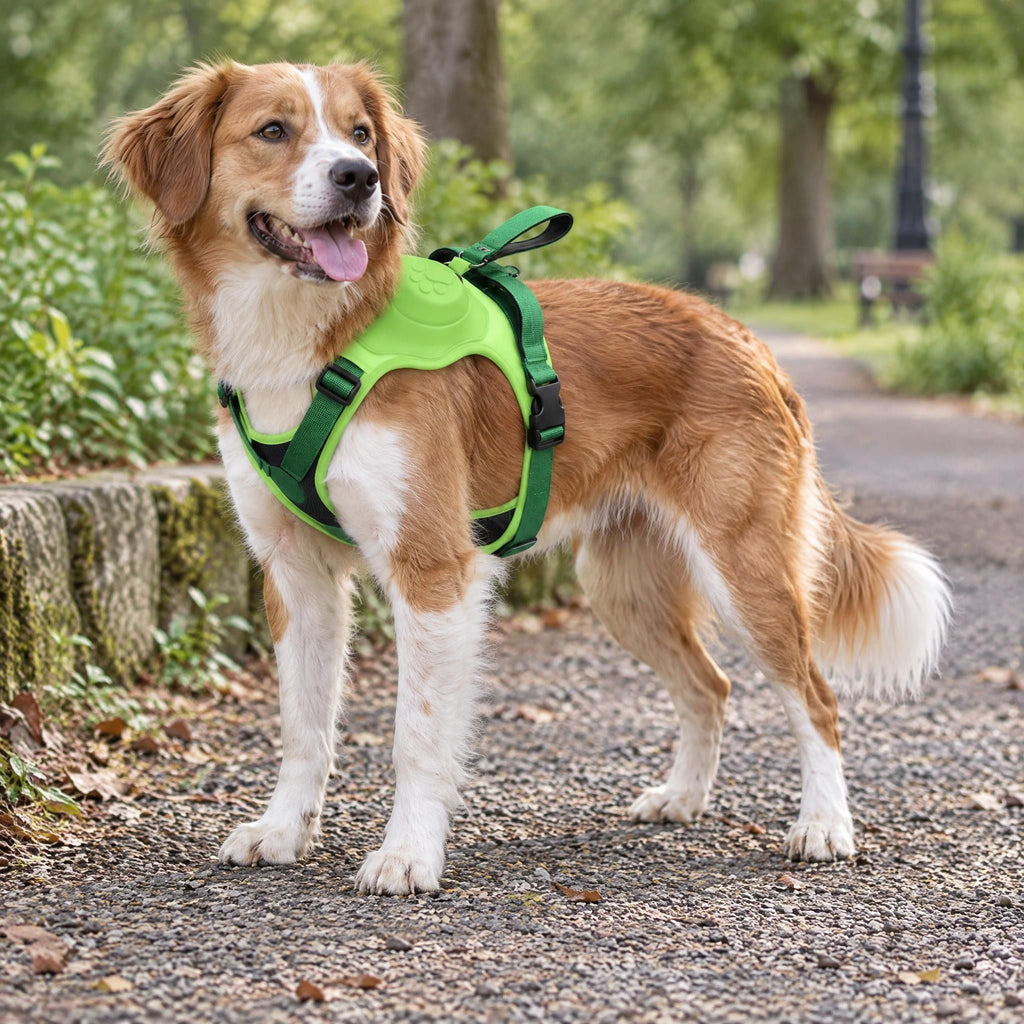 Dog wearing an adjustable, breathable mesh harness with a sturdy handle standing on a park path.