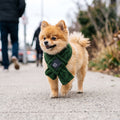 Pomeranian wearing a green knitted dog scarf walking on city sidewalk in daylight, showcasing the cozy accessory in motion.