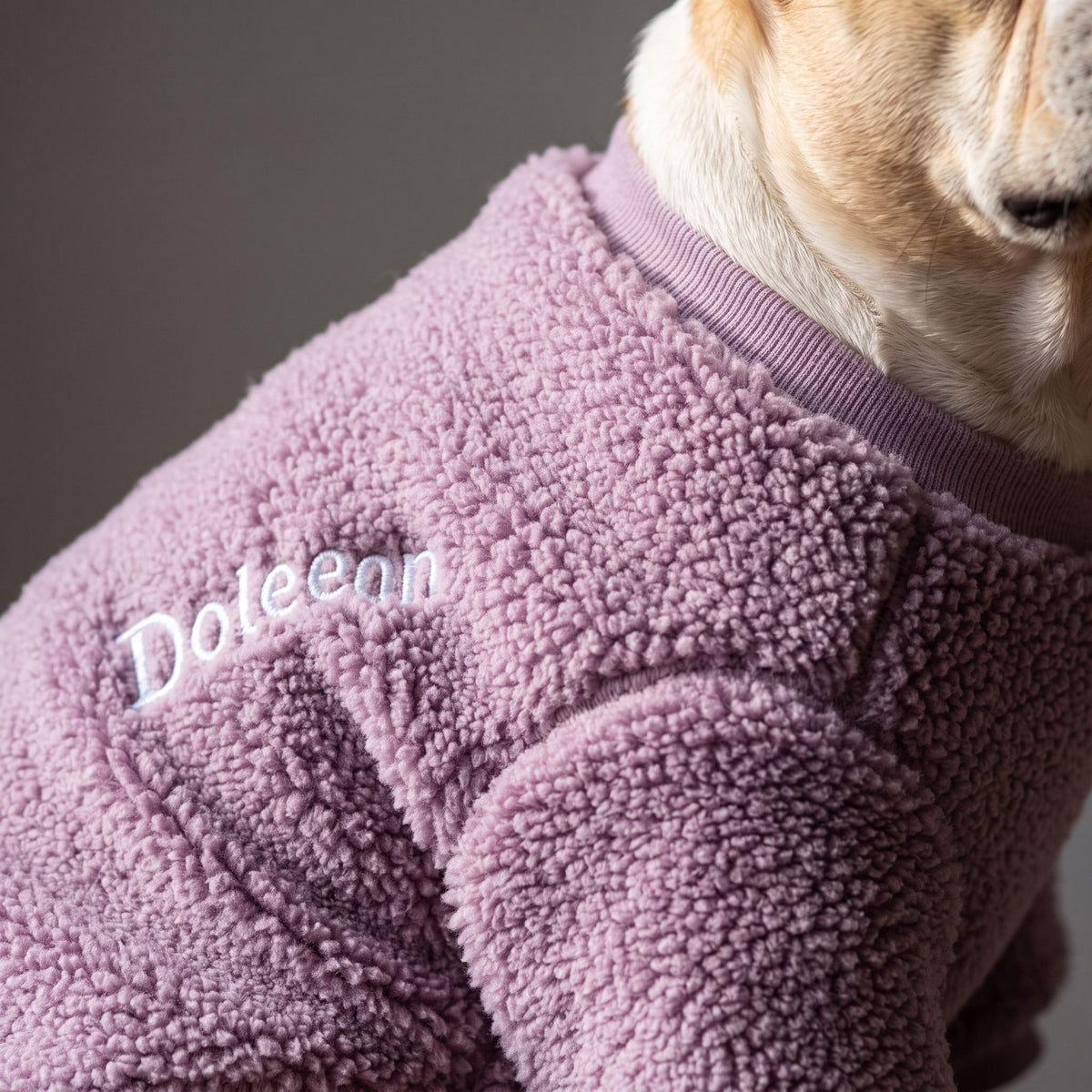 Close-up of a pet's collar and shoulder in a thickened tricolor knit sweater showing detailed texture.