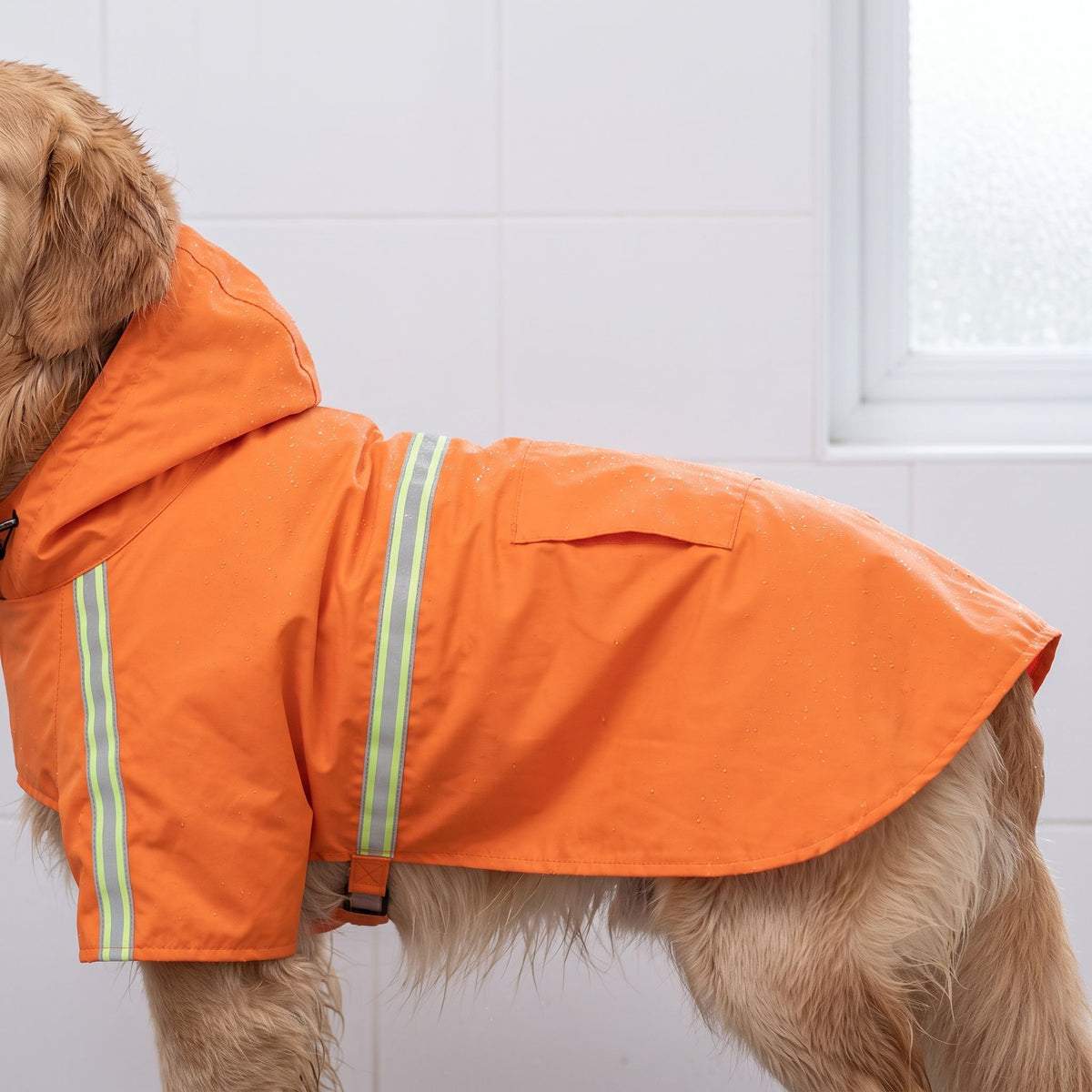 Close-up of golden retriever wearing pet shower jacket showing reflective trim and water-resistant fabric.