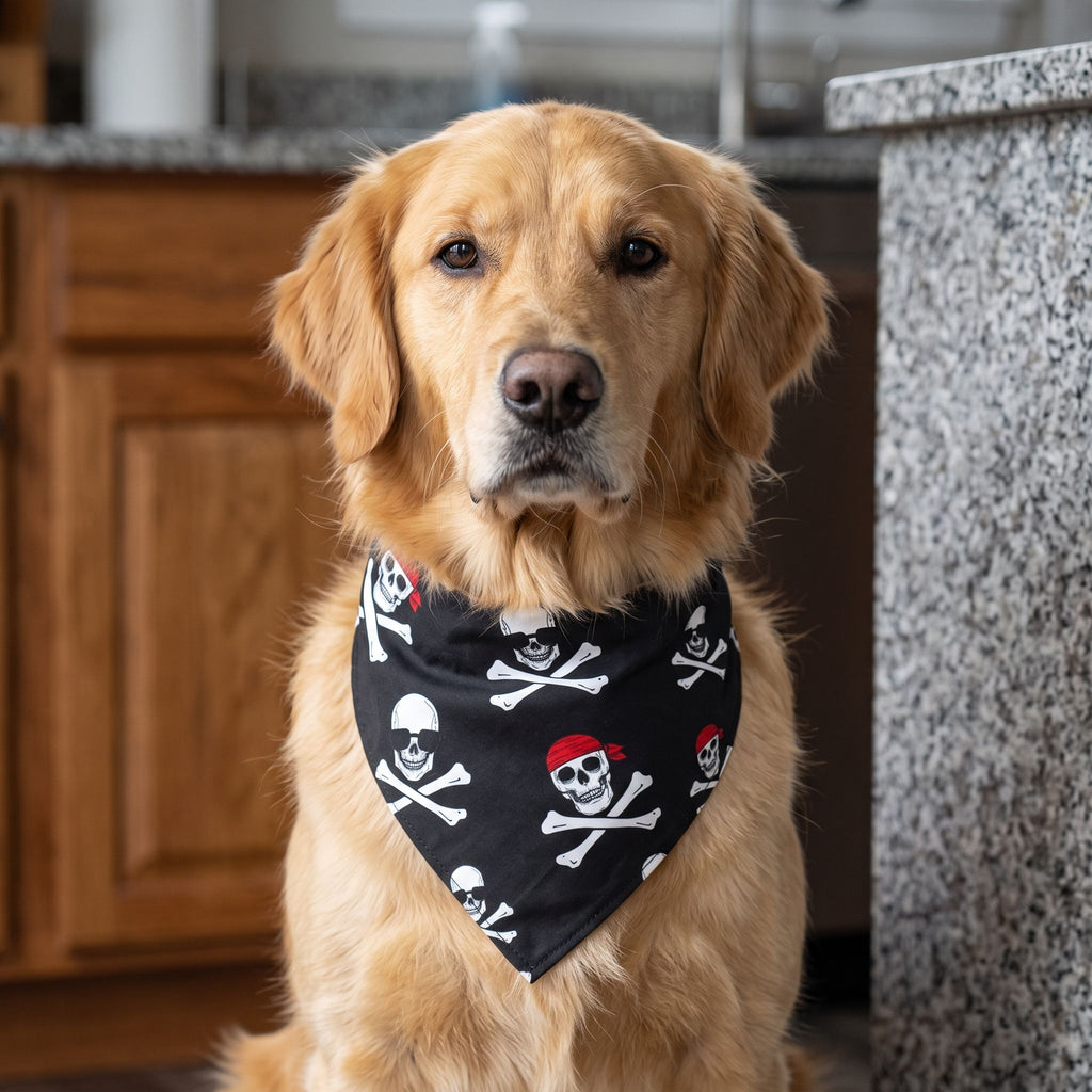 Portrait of a dog looking at camera, wearing Halloween Skull Dog Scarf in a kitchen setting with natural light and textures.