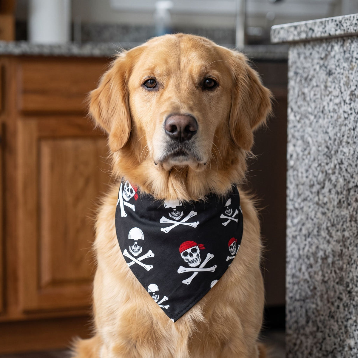Portrait of a dog looking at camera, wearing Halloween Skull Dog Scarf in a kitchen setting with natural light and textures.