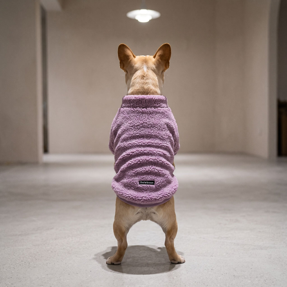 Small dog wearing tricolor knit sweater standing on a light grey concrete floor in a minimalist studio.